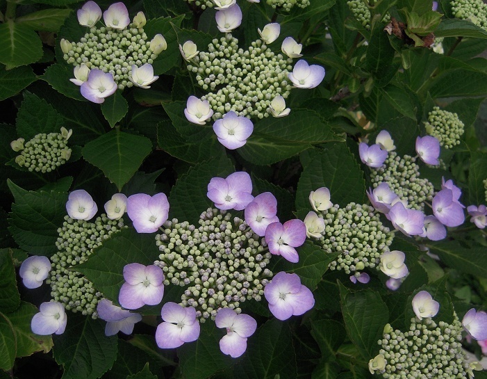 花のある生活で心の潤いを